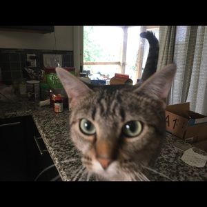 Meet your Posher, Sadie